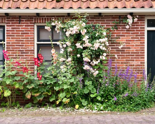 bloeiende gevel2-min bloeiende gevel2-min